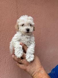 Cucciolo barboncino bianchi