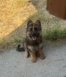 Cucciolo pastore tedesco