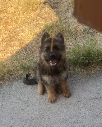 Cucciolo pastore tedesco