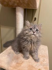 Gattino Scottish Straight