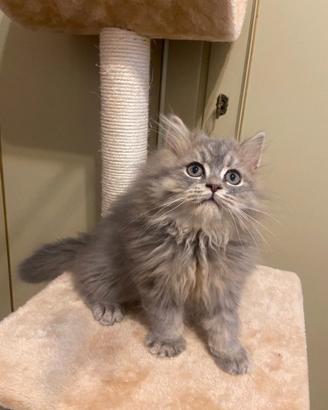 Gattino Scottish Straight