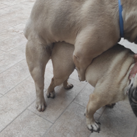 Bulldog francese per monta