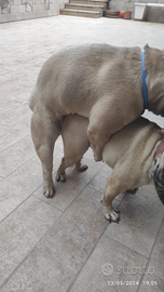 Bulldog francese per monta