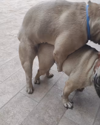Bulldog francese per monta