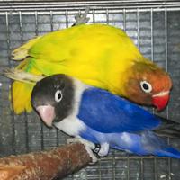 Coppia insep mascherato Pez verde x cobalto viola