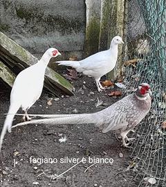 Coppie fagiani Mongolia. silver. bianco. blu