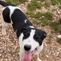 Gianna cucciola in adozione