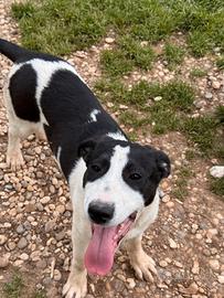 Gianna cucciola in adozione