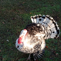 Tacchino ermellinato maschio