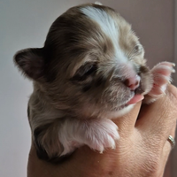 Chihuahua Choco Merle Pelo Lungo