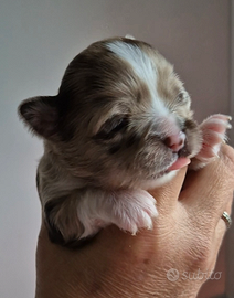 Chihuahua Choco Merle Pelo Lungo