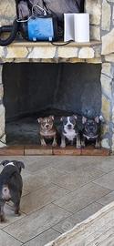 American bully pocket cuccioli