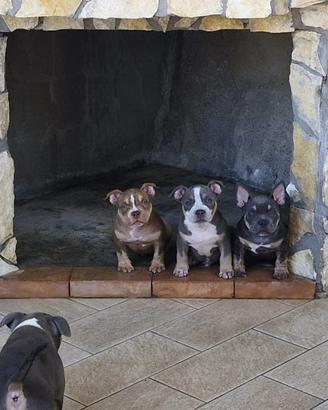 American bully pocket cuccioli