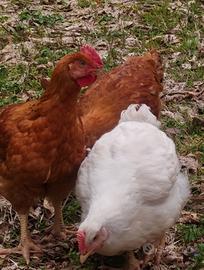 Polli allevati a terra