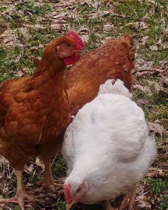 Polli allevati a terra