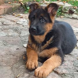 Cuccioli di pastore tedesco