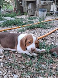 cucciolo di beagle