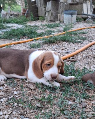 cucciolo di beagle