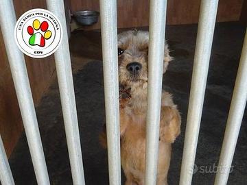 MINU' una Yorkina anzianetta