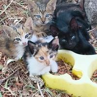 Cuccioli di gatto
