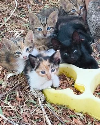 Cuccioli di gatto