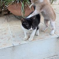 Gattini già svezzati gratis