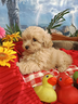cuccioli-albicocca-cuccioli-maltipoo