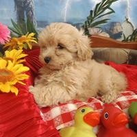 Cuccioli Albicocca Cuccioli Maltipoo
