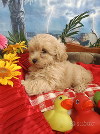 Cuccioli Albicocca Cuccioli Maltipoo