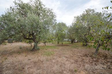 Baldinca - oliveto con magazzino