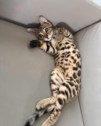 Bengala cuccioli prenotazioni