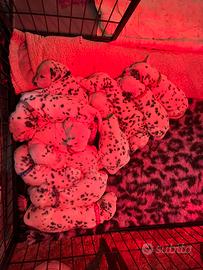 Cuccioli dalmata con pedigree