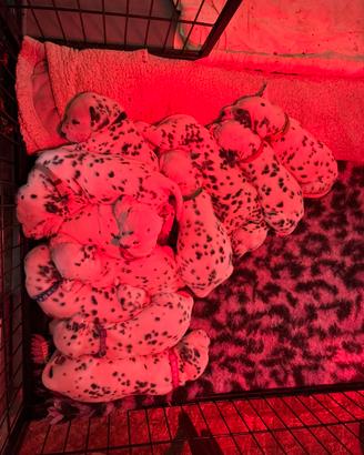 Cuccioli dalmata con pedigree