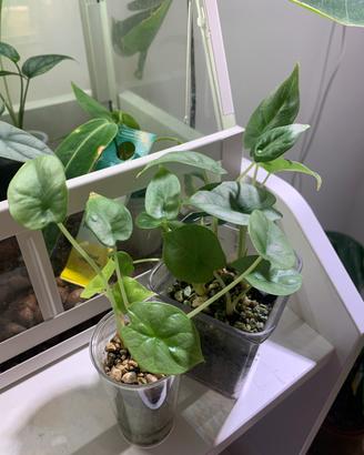 Alocasia🌱