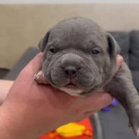 American bully pocket