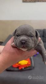 American bully pocket