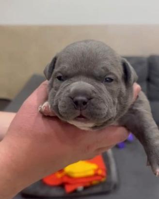 American bully pocket