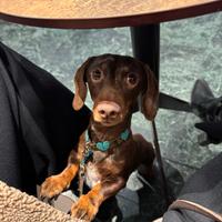 Bassotto tedesco Arlecchino kaninchen per MONTA