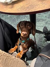 Bassotto tedesco Arlecchino kaninchen per MONTA