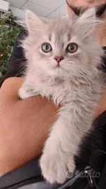 Cuccioli British