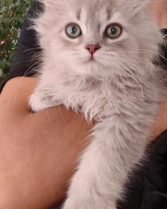 Cuccioli British