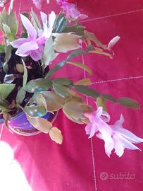 Piantina cactus di Natale Schlumbergera Pink lady