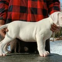 Cuccioli Dogo Argentino / Riproduttori Importati