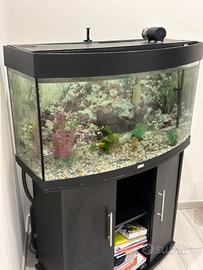 Acquario