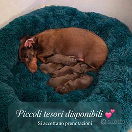 Cuccioli bassotto cioccolato ed arlecchino cioccol