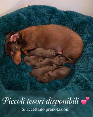 Cuccioli bassotto cioccolato ed arlecchino cioccol