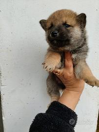 Shiba Inu pedigree Enci