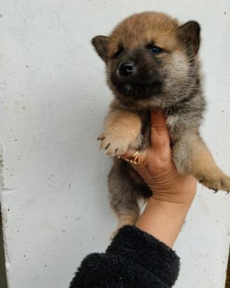 Shiba Inu pedigree Enci