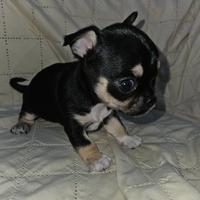 Chihuahua Femmina toy