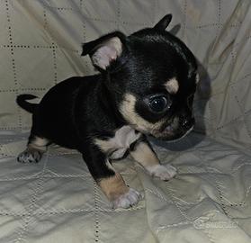 Chihuahua Femmina toy